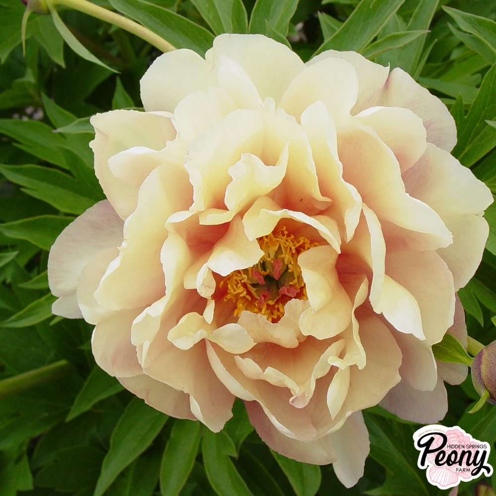 Garden Candy® Summer Sunset™ Itoh Peony — Hidden Springs Peony Farm